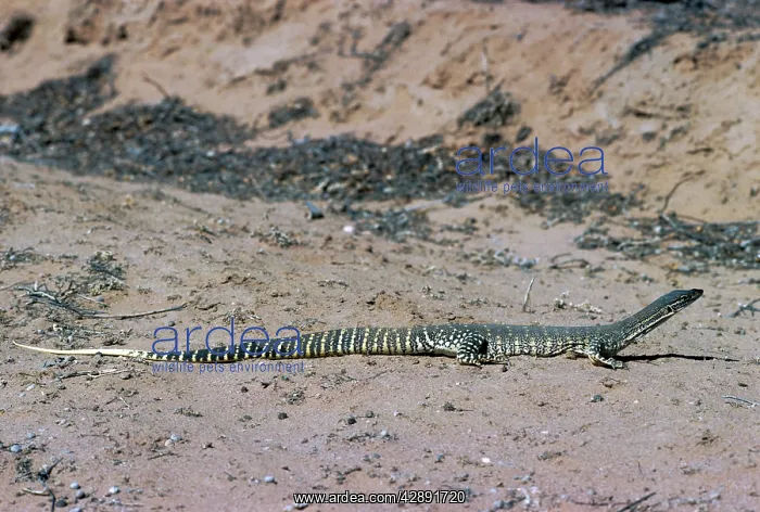 : GouldIs GOANNA / GouldIs Sand Monitor Lizard / : GouldIs GOANNA / GouldIs Sand Monitor Lizard /