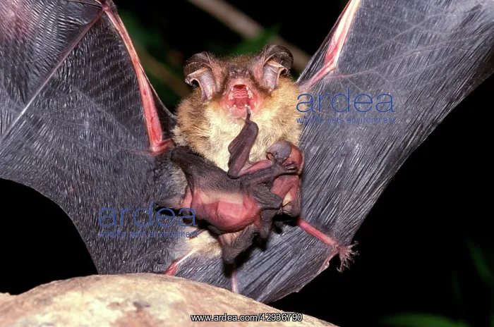 : GouldIs long-eared bat (Nyctophilus gouldi) female : GouldIs long-eared bat (Nyctophilus gouldi) female