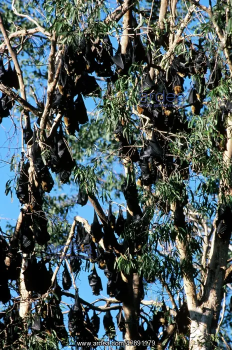 : Gould's Fruit Bat - & Spectacled Fruit Bat (Pteropus : Gould's Fruit Bat - & Spectacled Fruit Bat (Pteropus