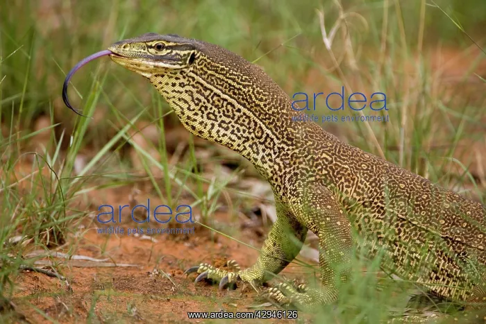 : Gould's Goanna : Gould's Goanna