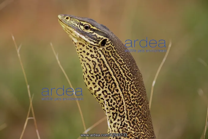 : Gould's Goanna : Gould's Goanna