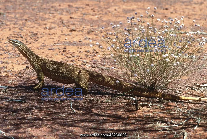 : Gould's GOANNA / Gould's Sand Monitor Lizard / Sand : Gould's GOANNA / Gould's Sand Monitor Lizard / Sand