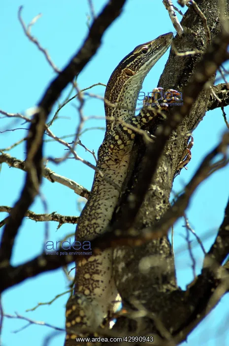 : Gould's Goanna / Sand Goanna - foraging in dry open habitat : Gould's Goanna / Sand Goanna - foraging in dry open habitat