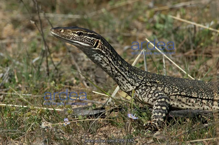 : Gould's Goanna / Sand Goanna - foraging in dry open habitat : Gould's Goanna / Sand Goanna - foraging in dry open habitat