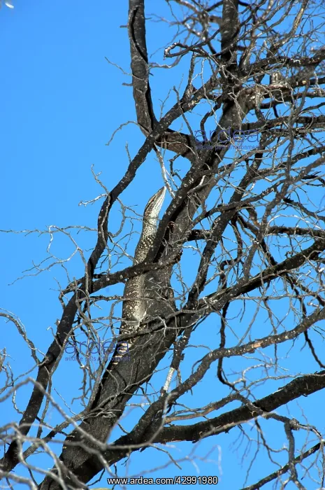  : Gould's Goanna  /  Sand Goanna - foraging in dry open habitat