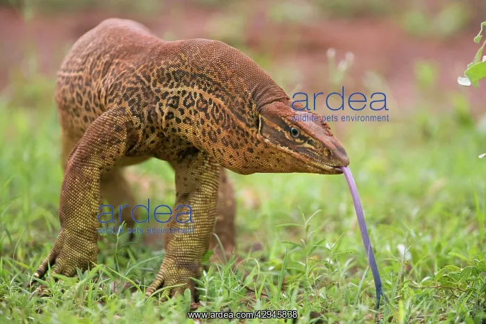 : Gould's Goanna - sensing air with tongue : Gould's Goanna - sensing air with tongue