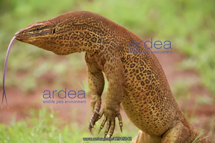: Gould's Goanna - sensing air with tongue : Gould's Goanna - sensing air with tongue