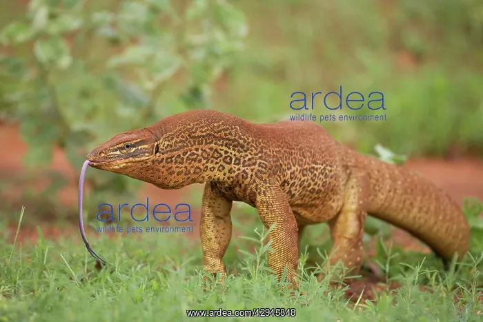 : Gould's Goanna - sensing air with tongue : Gould's Goanna - sensing air with tongue