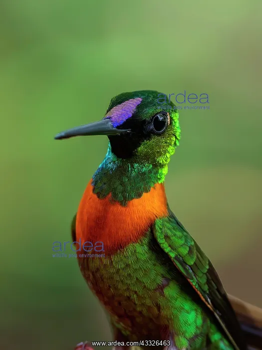 : Gould?s Jewelfront (Heliodoxa aurescens), Peru : Gould?s Jewelfront (Heliodoxa aurescens), Peru