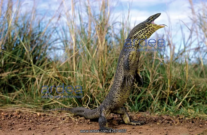 : Gould's Sand Goanna : Gould's Sand Goanna