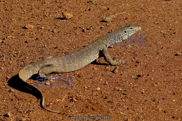 : Gould's Sand Monitor : Gould's Sand Monitor