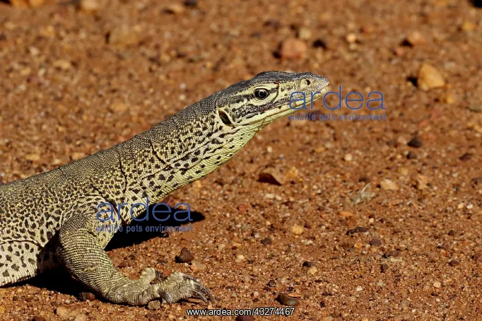 : Gould's Sand Monitor : Gould's Sand Monitor