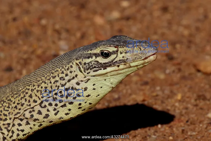 : Gould's Sand Monitor : Gould's Sand Monitor