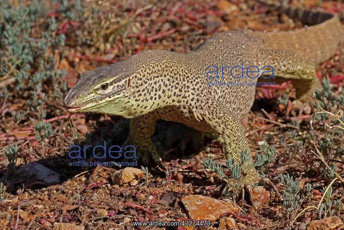 : Gould's Sand Monitor : Gould's Sand Monitor