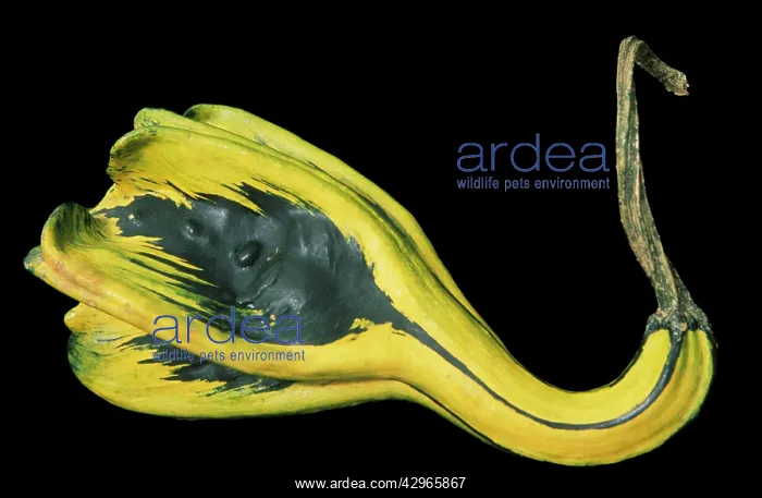 : Gourd, Cucurbita pepo : Gourd, Cucurbita pepo