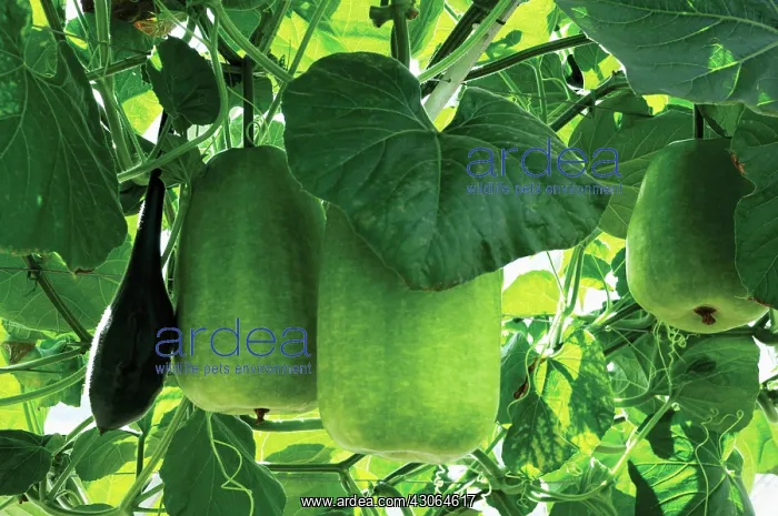 : Gourd, Cucurbita pepo : Gourd, Cucurbita pepo