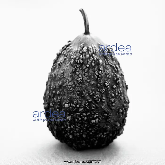 : Gourd, Cucurbita pepo : Gourd, Cucurbita pepo