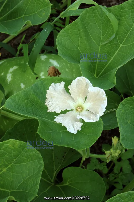 : Gourd Flower : Gourd Flower