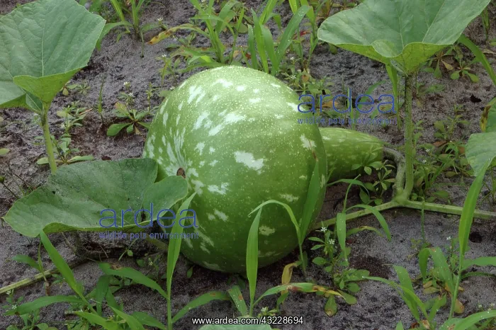 : Gourd (Lagenaria sp.), part of the Squash family. Snead's Ferry, North Carolina : Gourd (Lagenaria sp.), part of the Squash family. Snead's Ferry, North Carolina