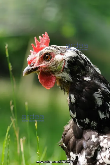 : Gourney Hen walking in the grass Normandie France : Gourney Hen walking in the grass Normandie France