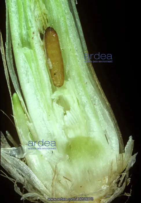 : Gout fly (Chlorops pumilionis) pupa in a damaged wheat stem base : Gout fly (Chlorops pumilionis) pupa in a damaged wheat stem base