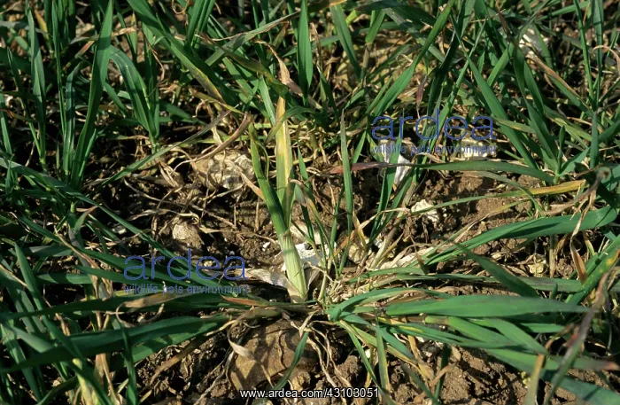 : Gout fly larva damage in wheat : Gout fly larva damage in wheat