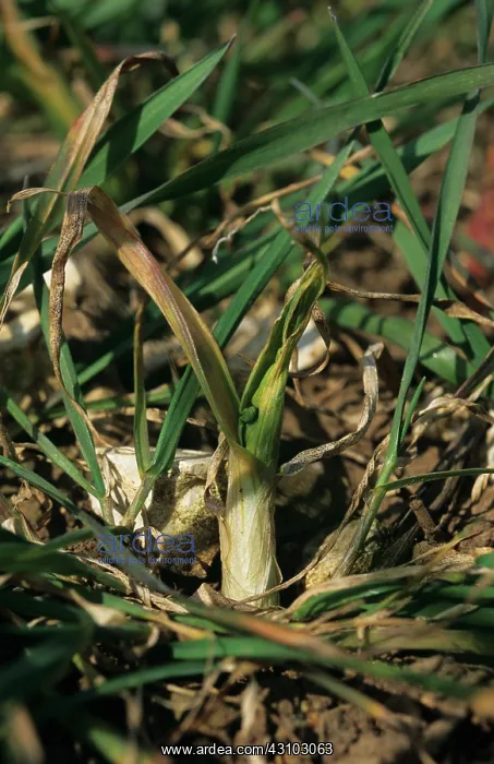 : Gout fly larva damage in wheat : Gout fly larva damage in wheat
