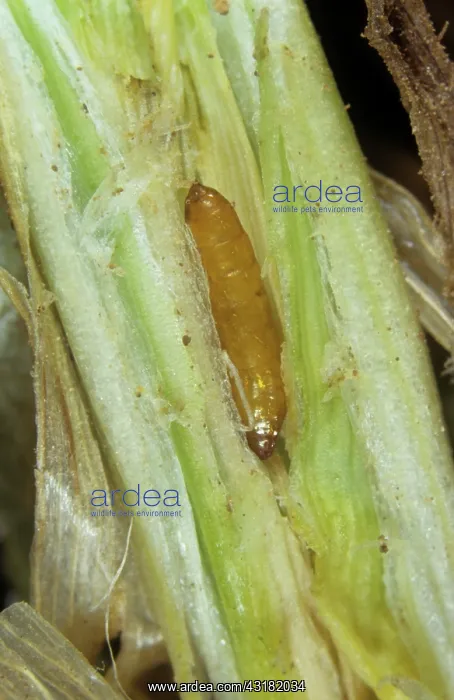 : Gout fly pupa : Gout fly pupa