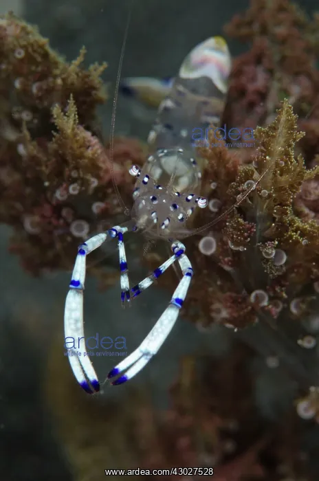 : Graceful Anemone Shrimp : Graceful Anemone Shrimp