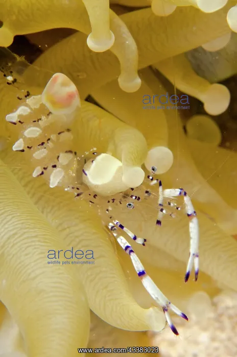 : Graceful Anemone Shrimp : Graceful Anemone Shrimp