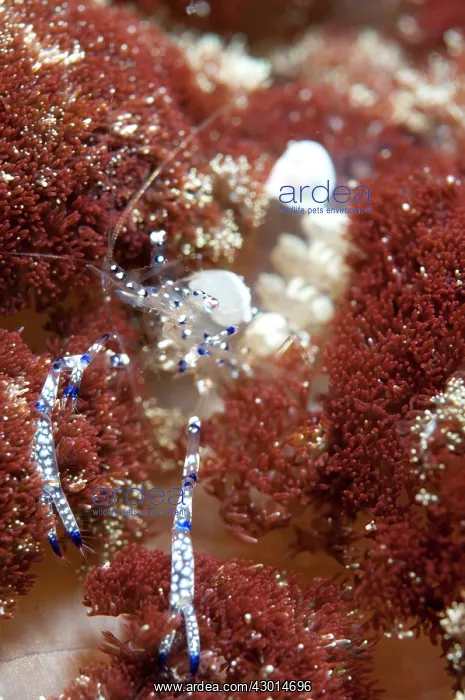 : Graceful Anemone Shrimp on Anemone : Graceful Anemone Shrimp on Anemone