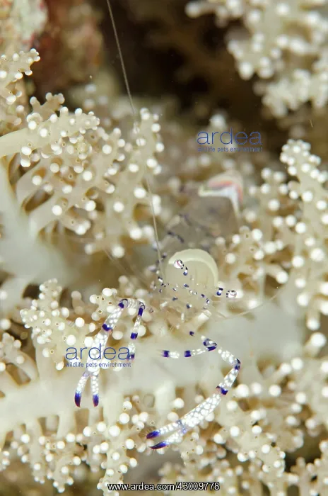 : Graceful Anemone Shrimp on Anemone Boulders dive : Graceful Anemone Shrimp on Anemone Boulders dive