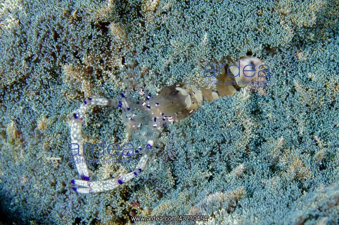 : Graceful Anemone Shrimp on Fire Anemone (Phyllodiscus : Graceful Anemone Shrimp on Fire Anemone (Phyllodiscus