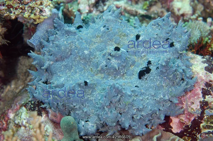 : Graceful Anemone Shrimps on Fire Anemone (Phyllodiscus : Graceful Anemone Shrimps on Fire Anemone (Phyllodiscus