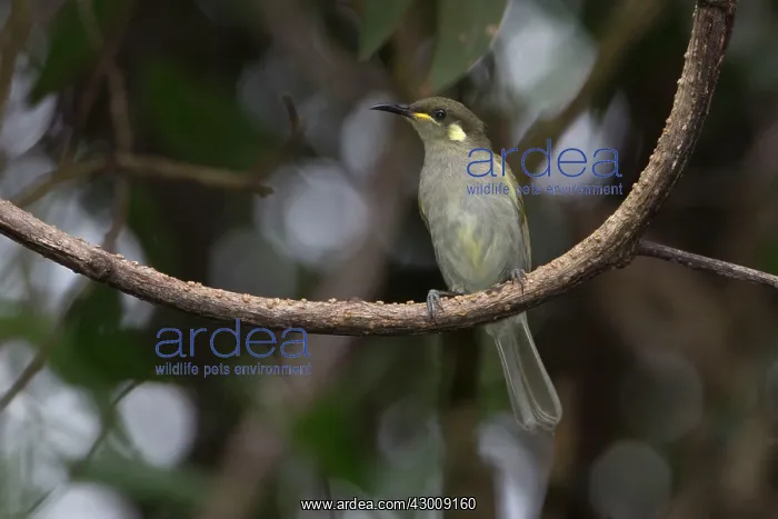 : Graceful Honeyeater : Graceful Honeyeater