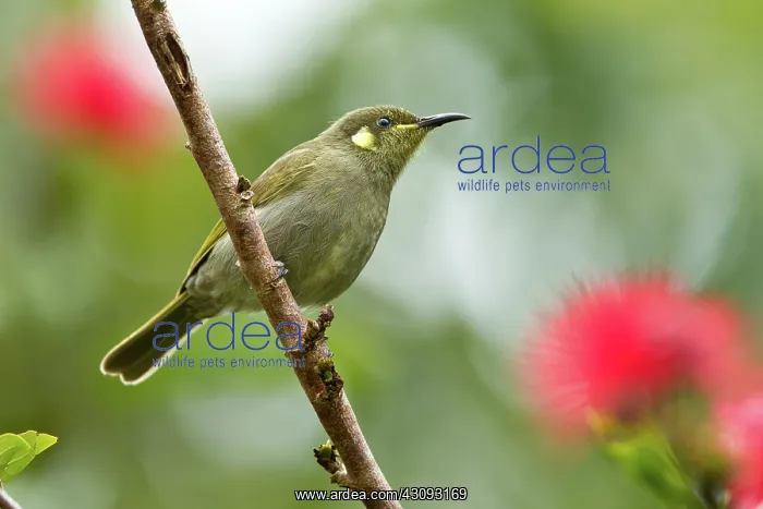 : Graceful Honeyeater : Graceful Honeyeater