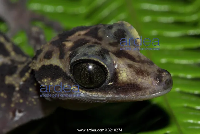 : Graceful Madagascar Ground Gecko (Paroedura gracilis) : Graceful Madagascar Ground Gecko (Paroedura gracilis)