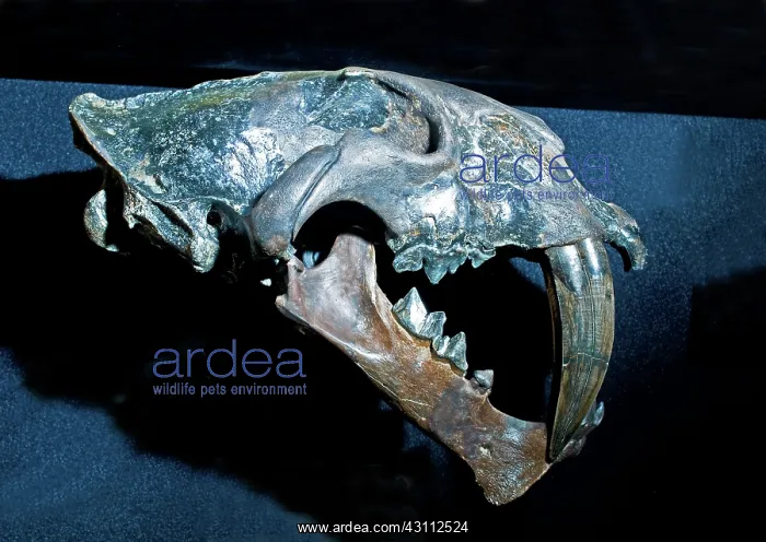 : Gracile Saber Tooth Cat : Gracile Saber Tooth Cat