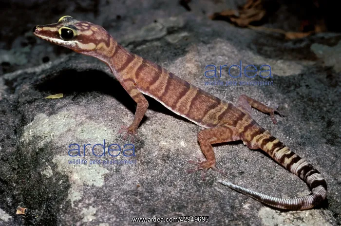  : Gracile velvet gecko