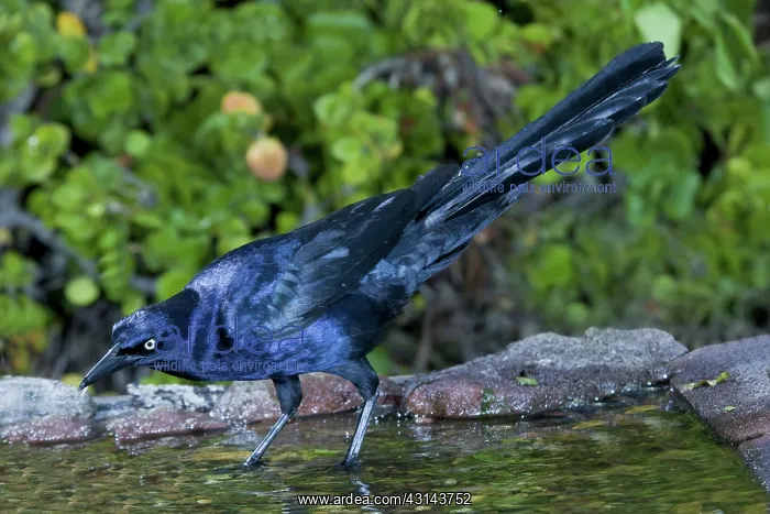 : Grackle male : Grackle male