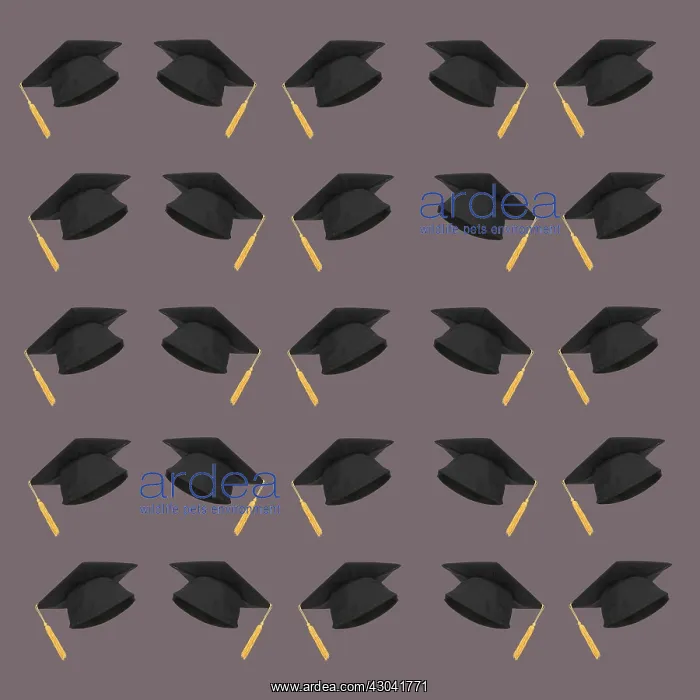 : Graduation Mortar board hat, pattern : Graduation Mortar board hat, pattern