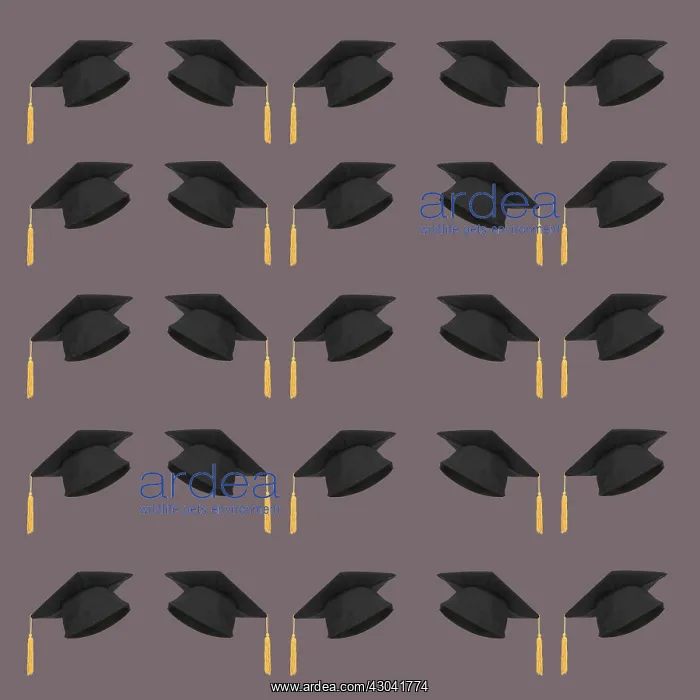 : Graduation Mortar board hat, pattern : Graduation Mortar board hat, pattern