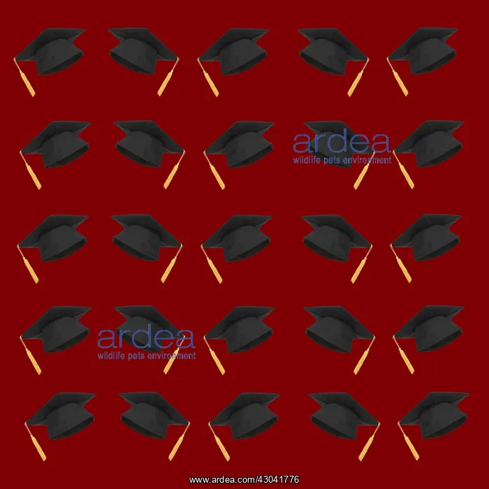  : Graduation Mortar board hat, pattern
