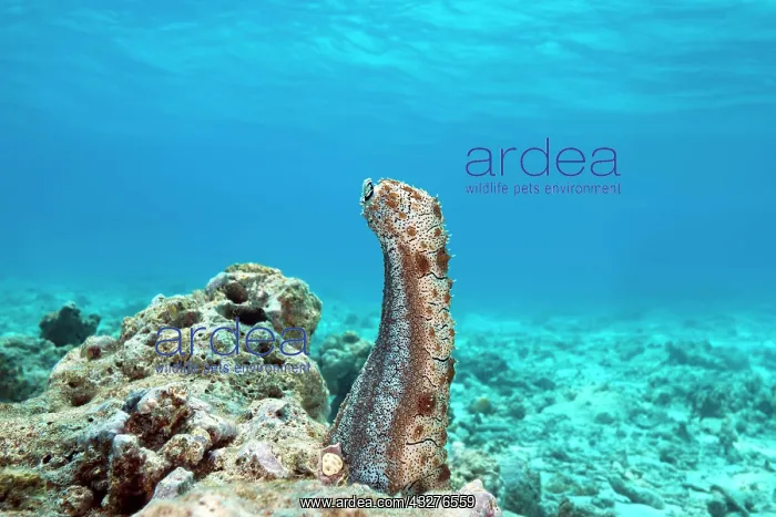 : Graeffe's Sea Cucumber (Pearsonothuria graeffei) : Graeffe's Sea Cucumber (Pearsonothuria graeffei)