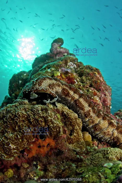 : Graeff's Sea Cucumber : Graeff's Sea Cucumber