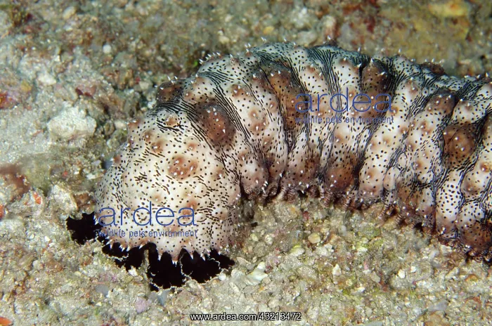 : Graeffs Sea Cucumber (Pearsonothuria graeffei) : Graeffs Sea Cucumber (Pearsonothuria graeffei)
