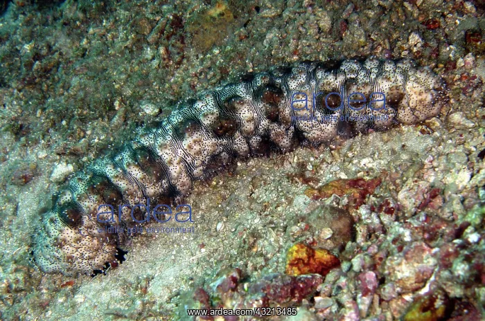 : Graeffs Sea Cucumber (Pearsonothuria graeffei) : Graeffs Sea Cucumber (Pearsonothuria graeffei)
