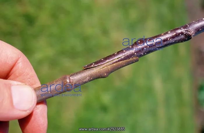 : Grafting Apples - joining scion to root-stock : Grafting Apples - joining scion to root-stock