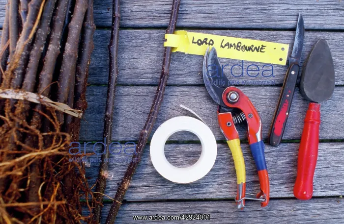 : Grafting Tools - Lord Lambourne variety scion and : Grafting Tools - Lord Lambourne variety scion and