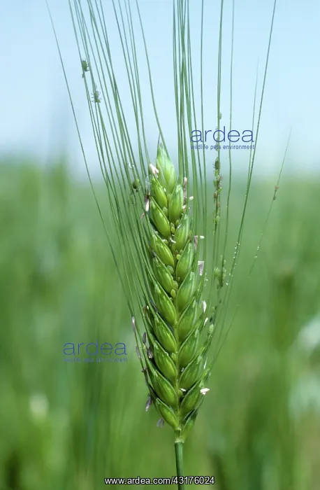 : Grain aphid infestation on barley ear : Grain aphid infestation on barley ear